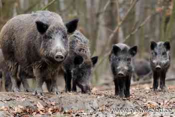 Natuur en bos roept op: meldt dode of verzwakte everzwijnen in strijd tegen varkenspest