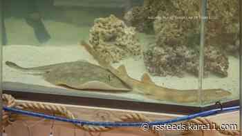 Charlotte the stingray dies, aquarium confirms