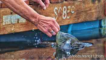 Dockside friendship between woman & sunfish reaches nine years
