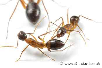 Ants amputate legs in order to ensure survival – study