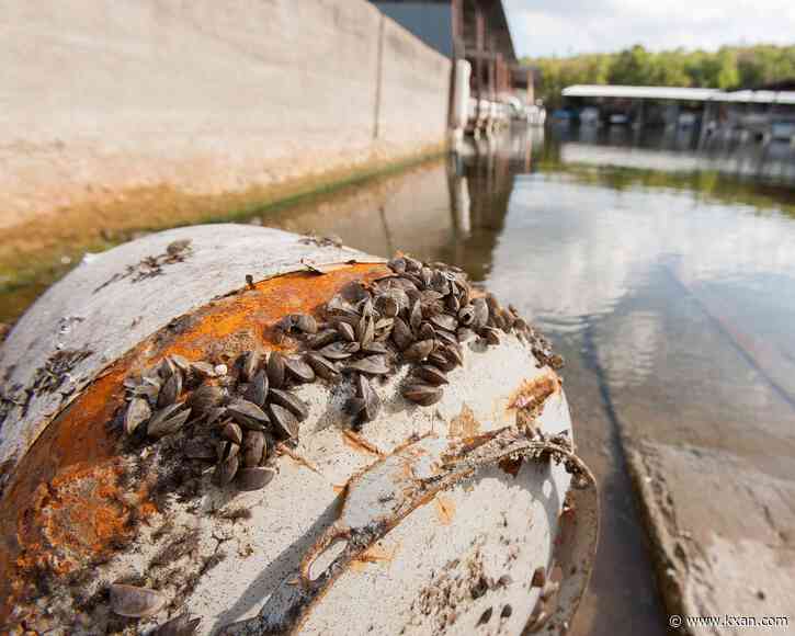 How boaters can help avoid the spread of zebra mussels this Fourth of July