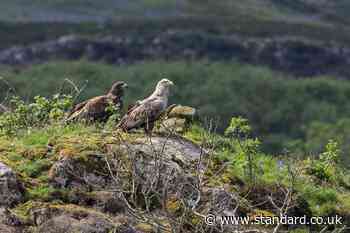 White-tailed eagle pair still tending to injured chick in its second year – RSPB
