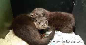 Pair of orphaned otters to be released into the Ouse