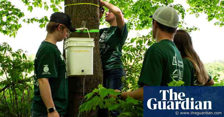‘It’s the future of sugar’: new technology feeds Vermont maple syrup boom amid climate crisis
