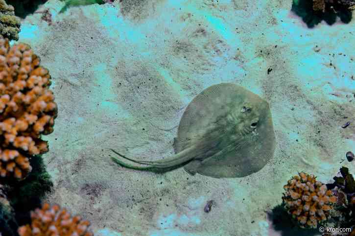 Stingray who became pregnant without male companion dies: NC aquarium