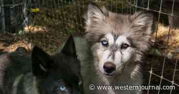 Elderly Woman Found Living Among Dozens of Feral Wolf-Dog Hybrids in US