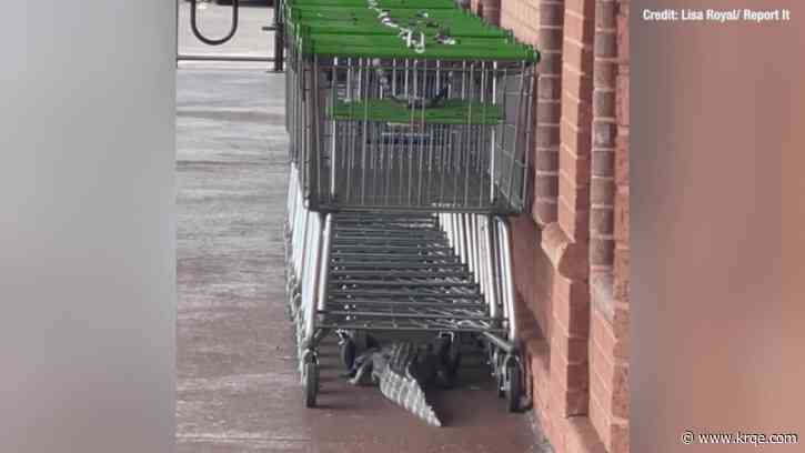 Alligator spotted underneath Publix shopping carts in South Carolina