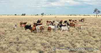 Highly productive exclusion fenced breeding and fattening country