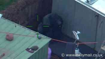 Eagle-eyed cops crack case of kidnapped gorilla statue during Melbourne flyover