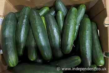 Health officials reveal cause of cucumber-related illnesses across America