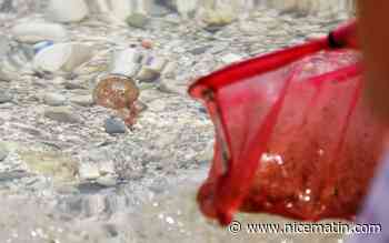Attention si vous prévoyez une baignade, des méduses signalées dans les eaux de la Côte d'Azur