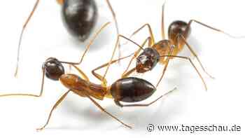Ameisen amputieren verletzte Gliedmaßen von Artgenossen