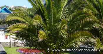 You Garden palm tree offer: Buy one and get one free