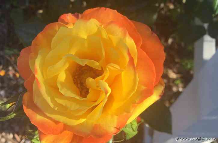 Caring for your roses, tomato plants and more in the garden this week