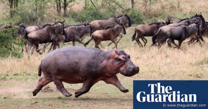 Hippos might fly: UK research discovers animal can get airborne