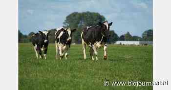"Voor een biologisch gehouden koe is 100.000 kilo melk heel veel"