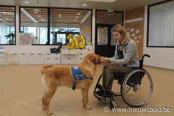Belgische pionier van assistentiehonden Hachiko viert dertigjarig bestaan: “De vraag blijft groot, iedere financiële steun is meer dan welkom”