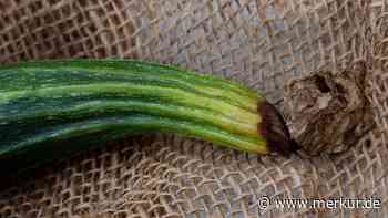 Zucchini faulen an der Spitze – mögliche Lösungen des Problems