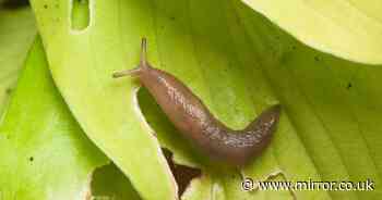 Gardeners urged to avoid common trick to deter slugs as it 'makes things worse'