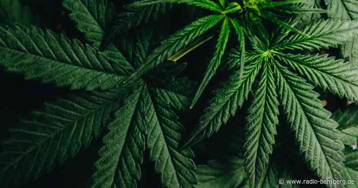 Noch keine genehmigten Cannabis-Social-Clubs in der Region Bamberg-Forchheim