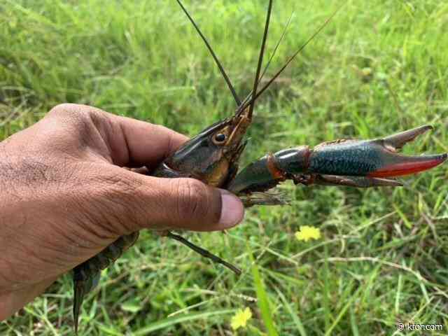 Wildlife officials spare Oklahoma-specific crawdad species to the endangered species list
