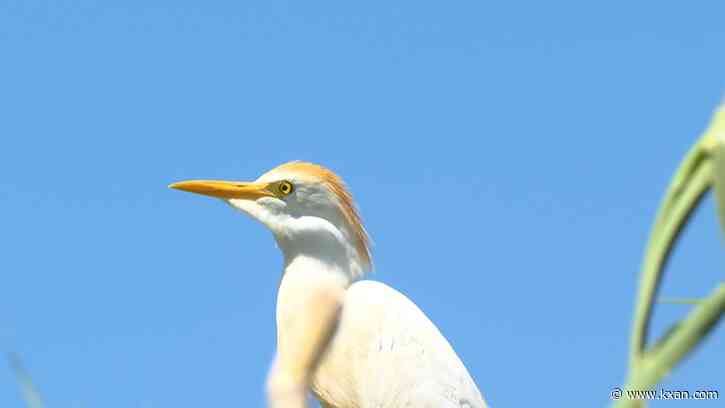 Some worry Taylor firework show could impact egret colony