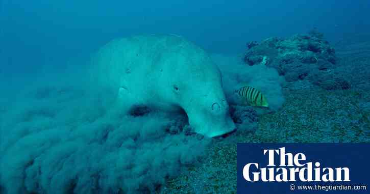 ‘We rarely see them now’: just how vulnerable are Vanuatu’s dugongs?