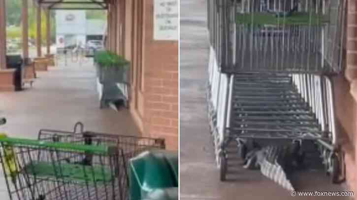 Sly alligator lurking under Publix shopping carts caught on video in South Carolina