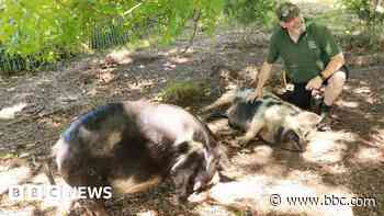 Pigs allowed to graze across park for first time