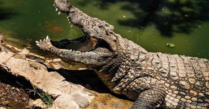 ‘Gruesome’ remains of 12-year-old found after crocodile attack
