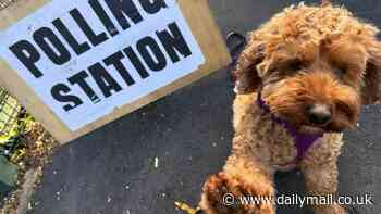 General Election can only mean one thing, it's dogs at polling stations day! Pet lovers bring their pooches along to cast their votes as polls open for millions