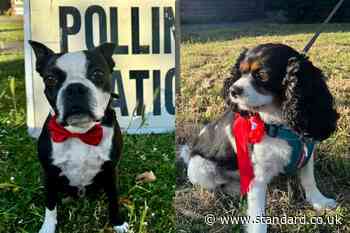 Dogs rock bows and rosettes at polling stations on election day