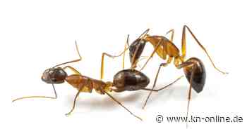 Amputationen können Leben retten - das wissen auch Ameisen
