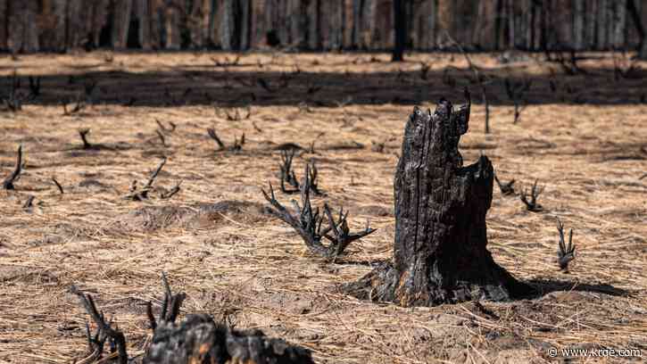 Q&A: State forester talks burn scars in New Mexico