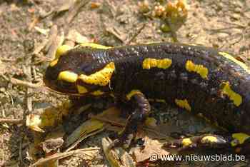 Dodelijke salamanderziekte duikt op in Luik: Natuur en Bos roept op tot voorzichtigheid