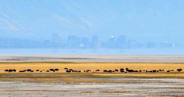 Bison rule Antelope Island. Here’s how to avoid dangerous encounters.