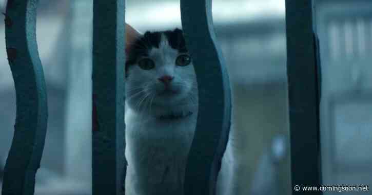 Best Cats in Movies After A Quiet Place: Day One