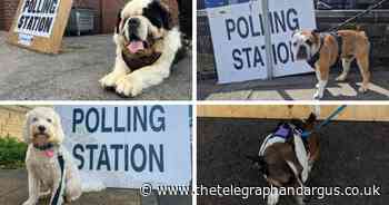 Readers' photographs of dogs outside Bradford polling stations