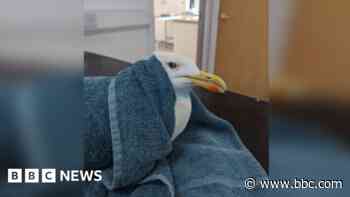 Gull rescued from hair extensions