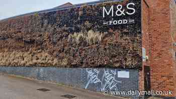 This isn't just any wall... it's a fire hazard: Shoppers fear side of M&S store decorated with green foliage poses a safety risk after 'drainage failure' caused plants to die