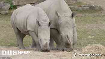 IVF help for wild rhinos from zoo cousins