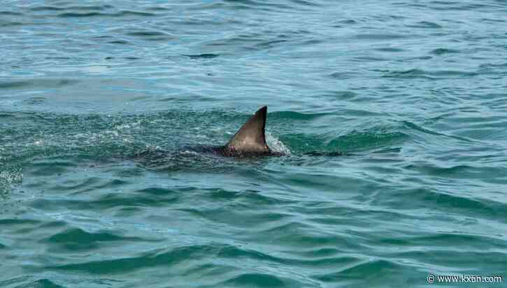 U.S. Coast Guard warns of 'multiple' shark attacks, sightings at South Padre Island