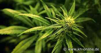 Cannabis am Steuer: Polizeigewerkschaft warnt vor Anhebung des THC-Grenzwertes