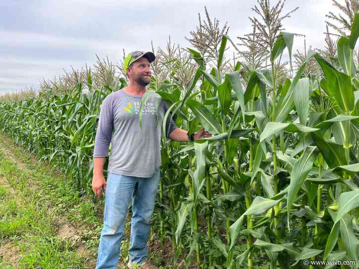 Knee-high by the Fourth of July? Farmers laugh at that!