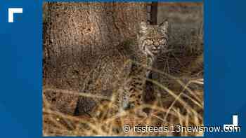 Rabid bobcat found in Virginia Beach