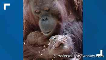 Virginia Zoo welcomes new member of the endangered Bornean orangutan family