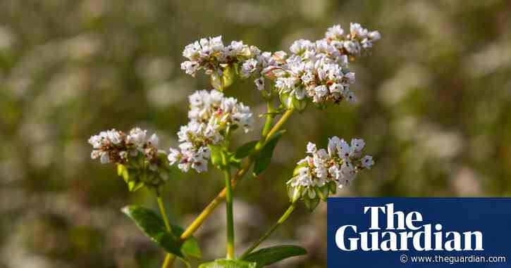 Weatherwatch: Buckwheat, miracle crop for a future of extreme heat