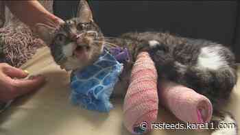 Cat allegedly thrown from balcony in Minneapolis recovering