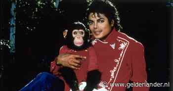 Hoe gaat het nu met Bubbles, de chimpansee van Michael Jackson?