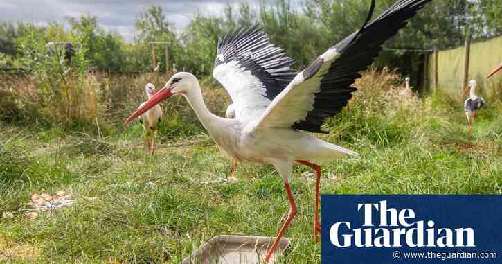 Rewilding plan aims to bring majestic white storks to London